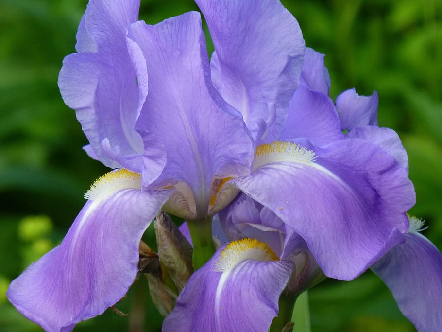 lily, iris, flower, purple, plant, nature, garden, summer, blossomed HD wallpaper