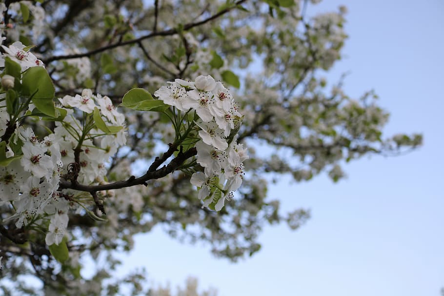 spring, tree, blossom, bloom, nature, plant, full bloom, spring bloom HD wallpaper