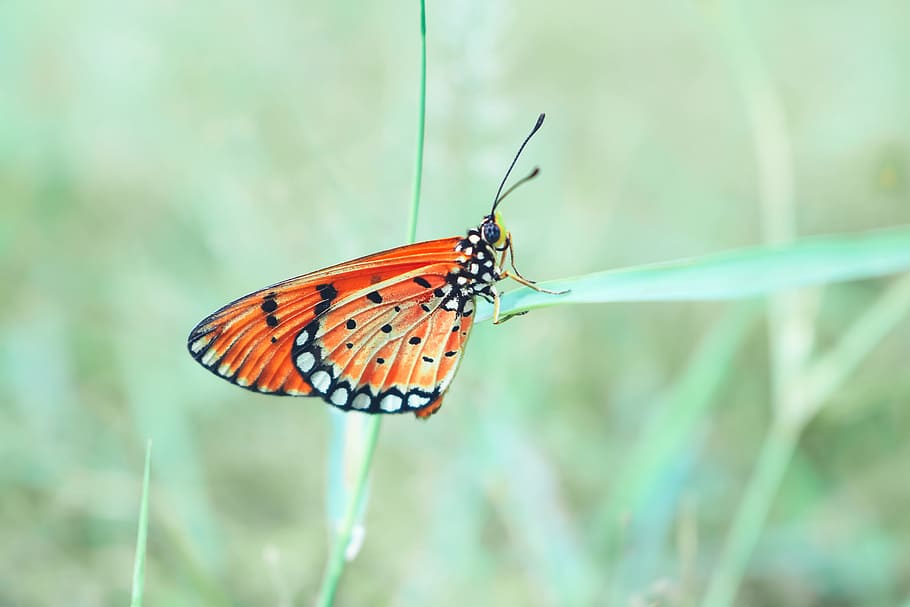 butterfly, wild, insects, creature, natural, caterpillar, vietnam HD wallpaper