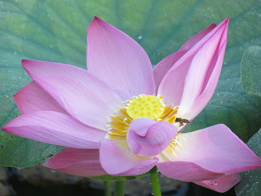 flower, bee, insect, honey, plant, garden, summer, pollen, animal HD wallpaper