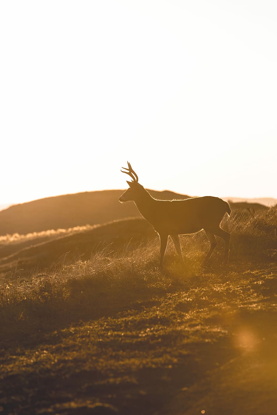 deer standing on grass field, deer on mountain under gray sky HD wallpaper