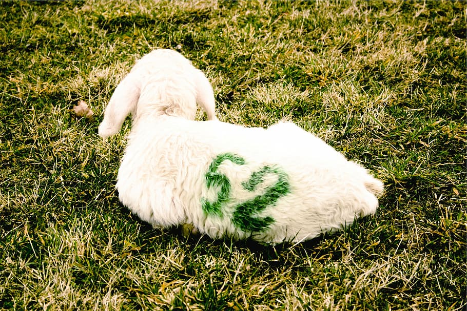 white goat on green grass, sheep, lamb, animal, farm, one animal HD wallpaper