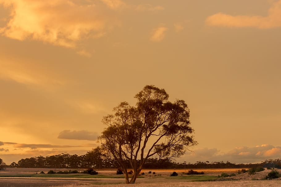 Sunset, Tree, Silhouette, Dramatic, Sky, summer, country, countryside HD wallpaper