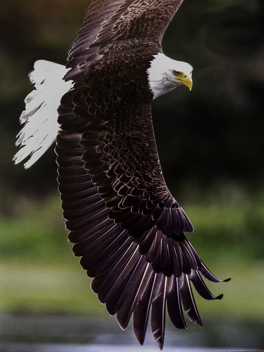 bald eagle in mid-flight, king of the air, bird, predator, feathered