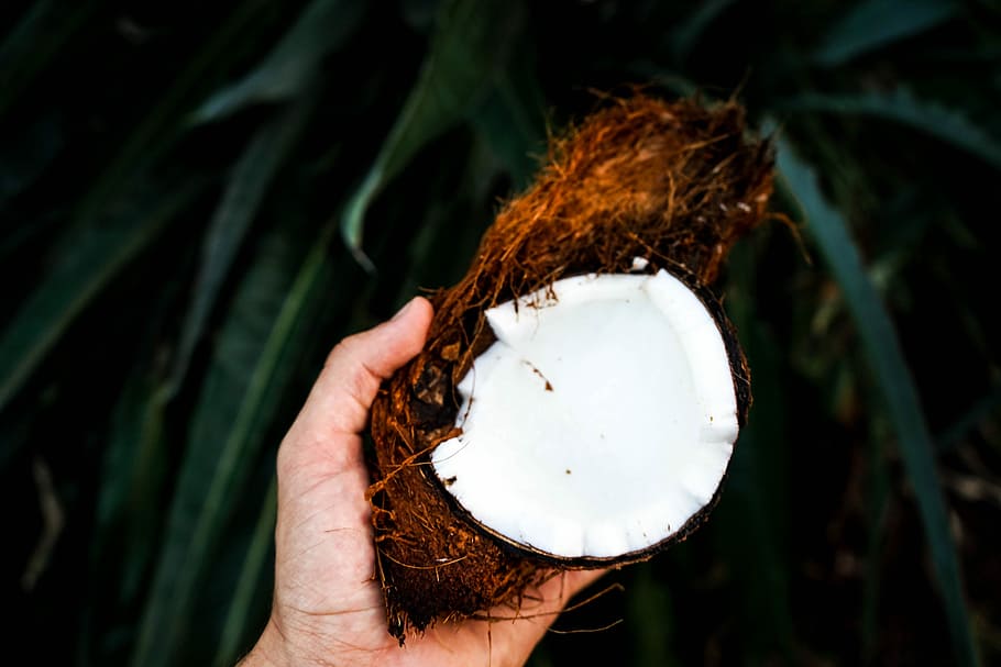 person holding coconut husk, person holding broken coconut, hand HD wallpaper