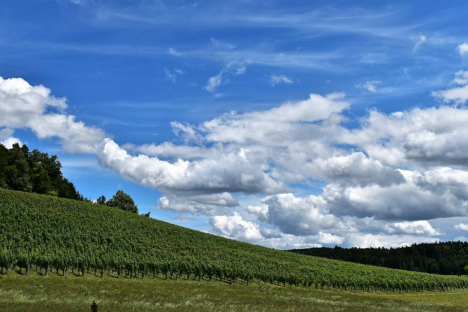 Landscape, View, Clouds, Environment, horizon, rebhang, vine hills HD wallpaper