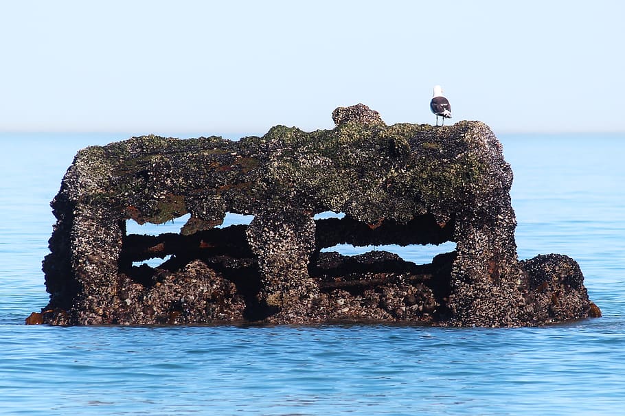 sea, wreck, stranded, old, birds, ship, misfortune, ocean, coast HD wallpaper