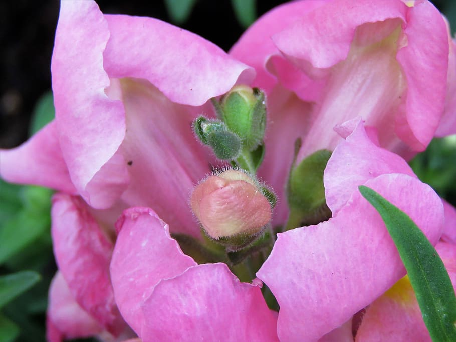 flower, pink, macro, snapdragon, garden, flowering plant, pink color