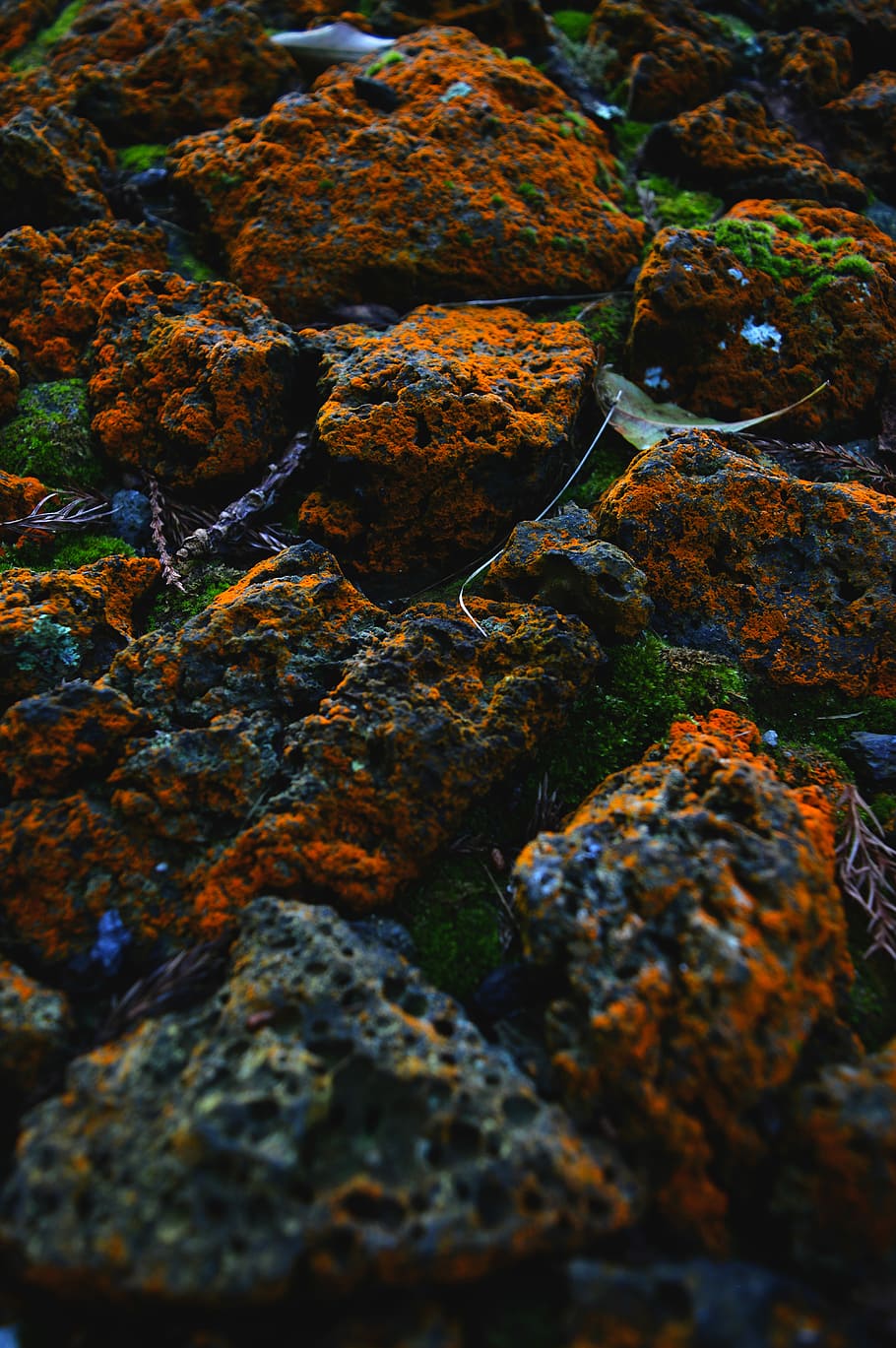 closeup photo of stones, selective focus photography of red and green mossed rocks HD wallpaper