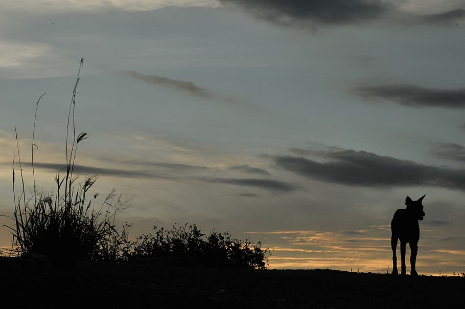 dog, the evening sun, lonely, silhouette, sunset, nature, back Lit, HD wallpaper