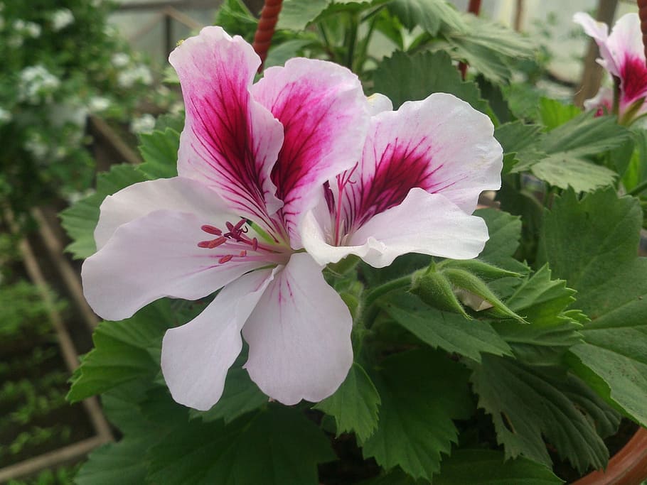 geraniums, sera, white, green, rustic, flower, plant, flowering plant HD wallpaper