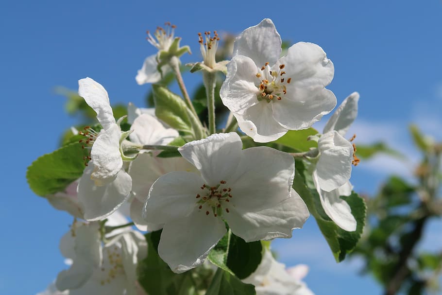 apple, tree, garden, flowers, apple blossom, bloom, flowering plant HD wallpaper