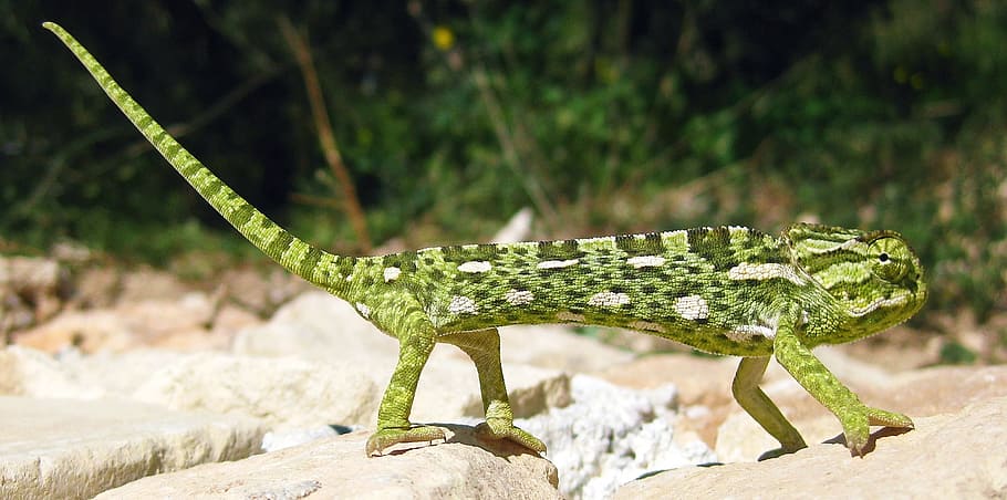 selective focus photo of green chameleon, mediterranean chameleon, HD wallpaper