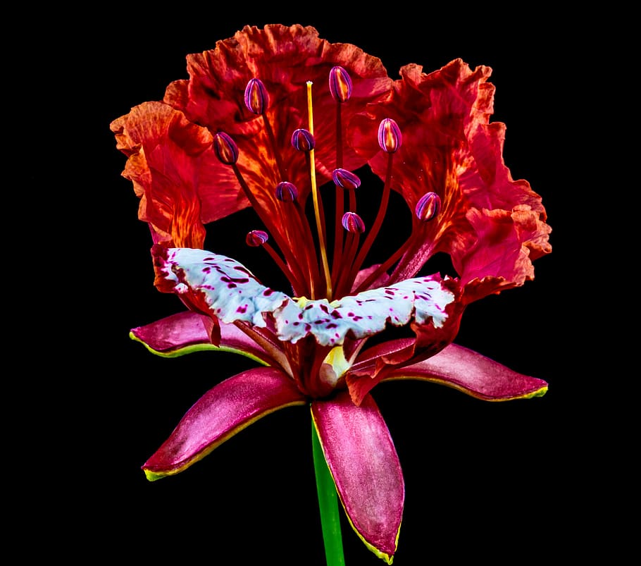 blossom, bloom, red, nature, flower, black Background, petal HD wallpaper