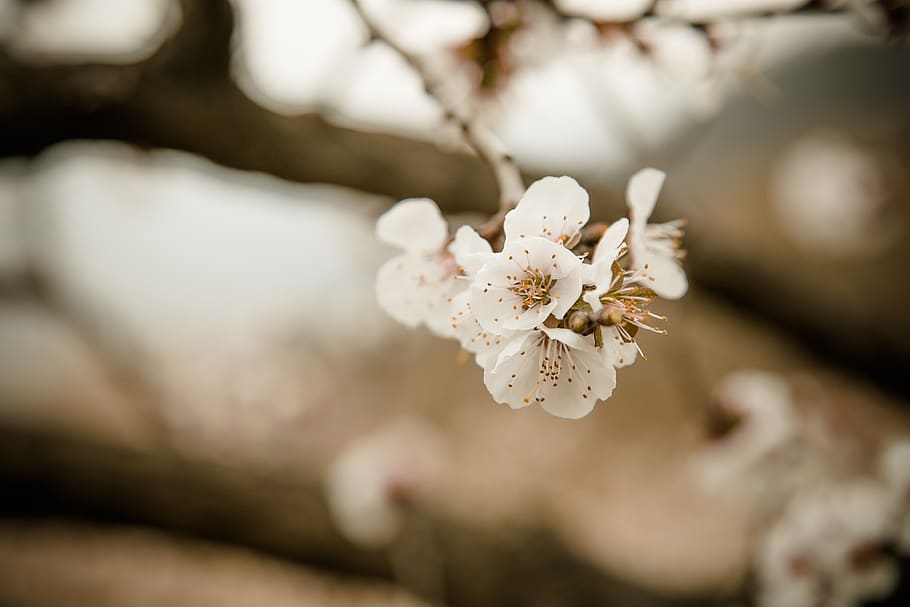 cherry blossom, spring, natural, plant, flower, flowering plant HD wallpaper