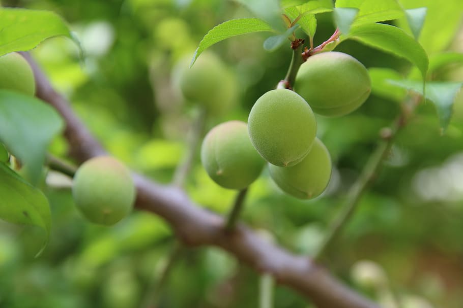 green fruits growing on a tree, Plum, Peach, Spring, Apricot HD wallpaper