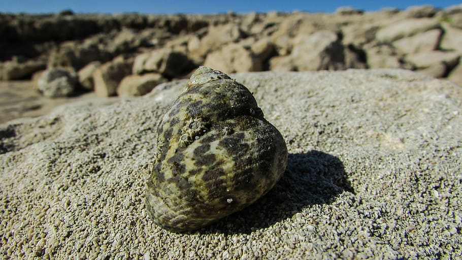 shell, crab shell, sea, nature, wildlife, cyprus, rock, solid HD wallpaper