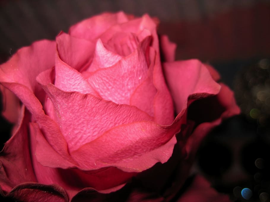 Flower, rose, congratulation, celebration, dark pink, rose - flower HD wallpaper