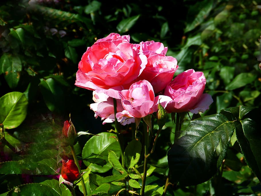 rose, red, bouquet, nature, plant, petal, summer, flower, leaf HD wallpaper