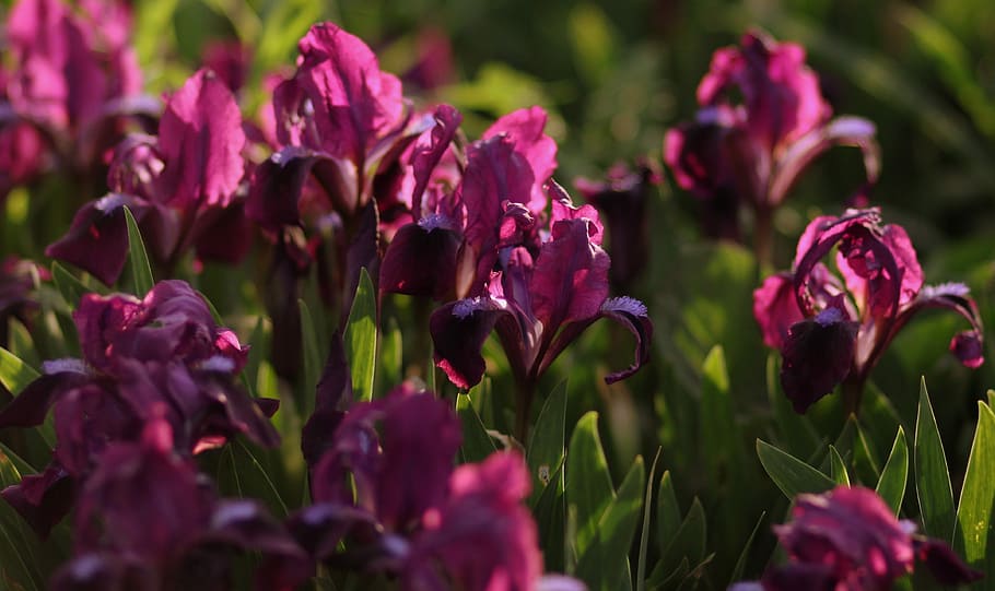 iris, irises, violet, flower, plant, beauty in nature, flowering plant HD wallpaper
