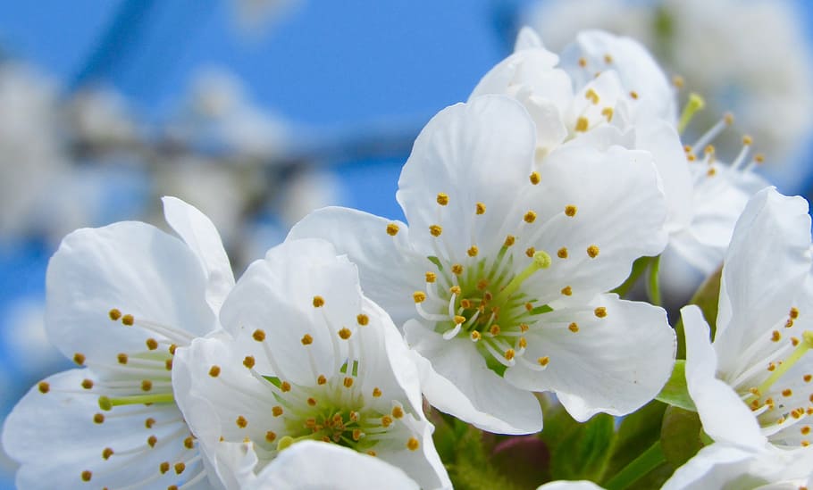 close up photography of white cherry blossoms, tree, flower HD wallpaper
