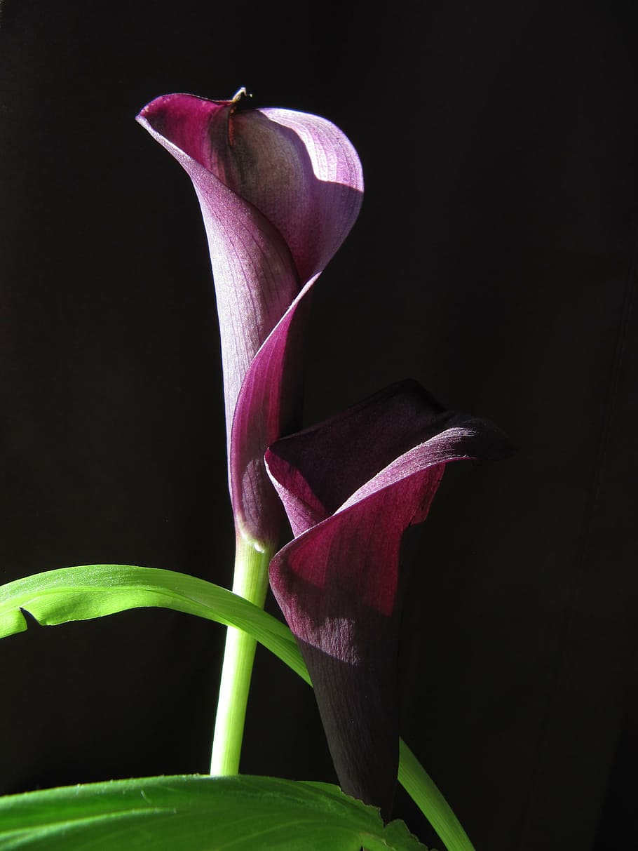 flower, calla, violet, flowering plant, fragility, vulnerability HD wallpaper