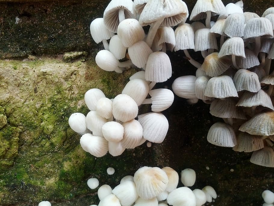 Mushrooms, Nature, no people, large group of objects, close-up HD wallpaper