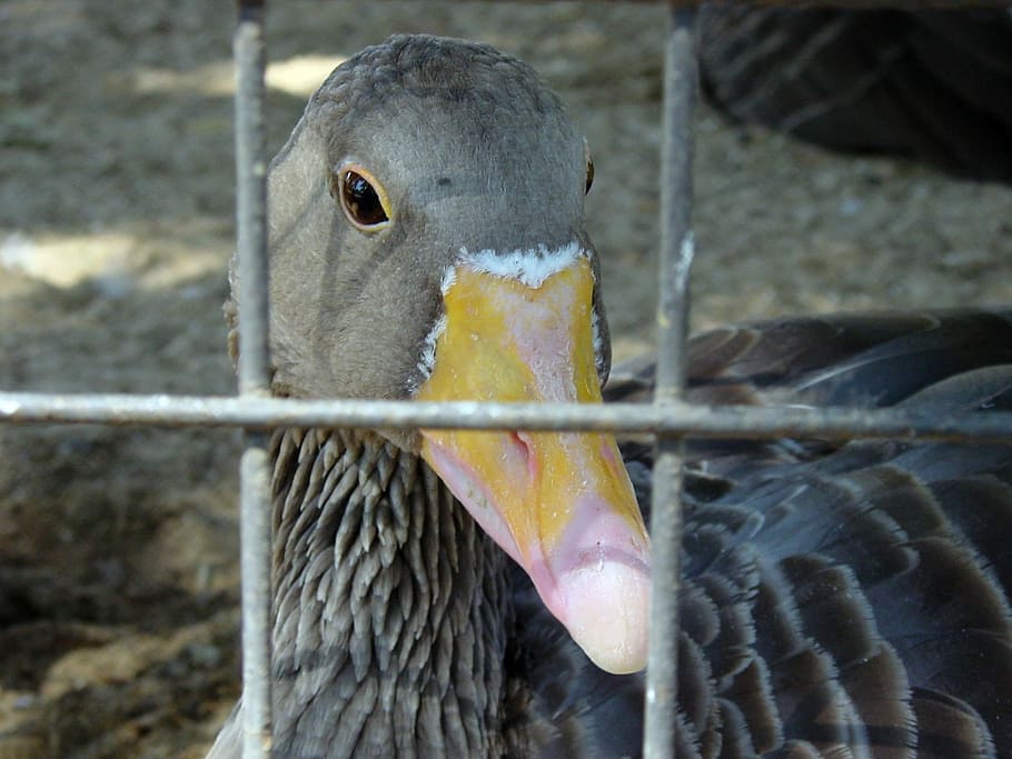 Duck, Ducks, Bird, Wings, Zoo, Feather, wildlife, beak, outdoor HD wallpaper