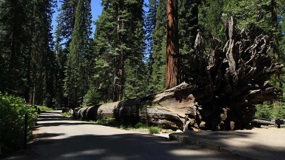 Redwood, Yosemite, California, park, national, sequoia, tree