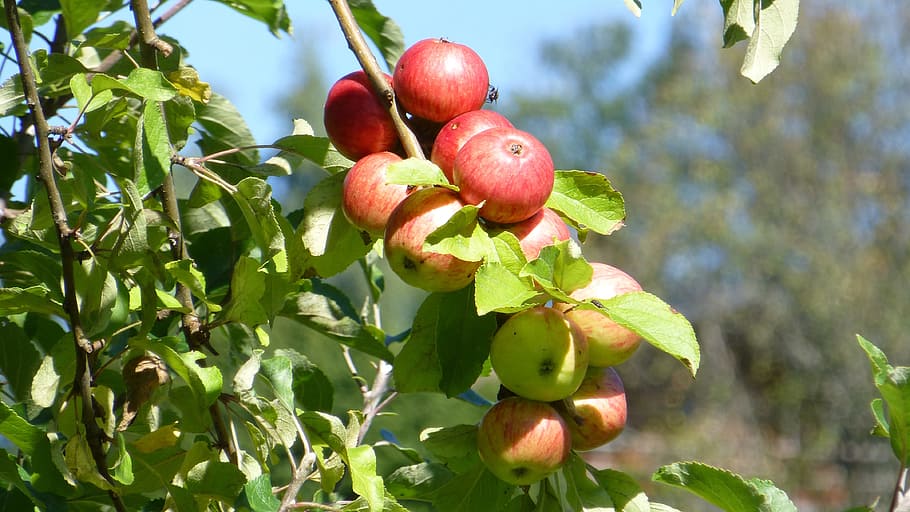 autumn, tree, apple, fruit, red, sweet, healthy eating, food and drink HD wallpaper