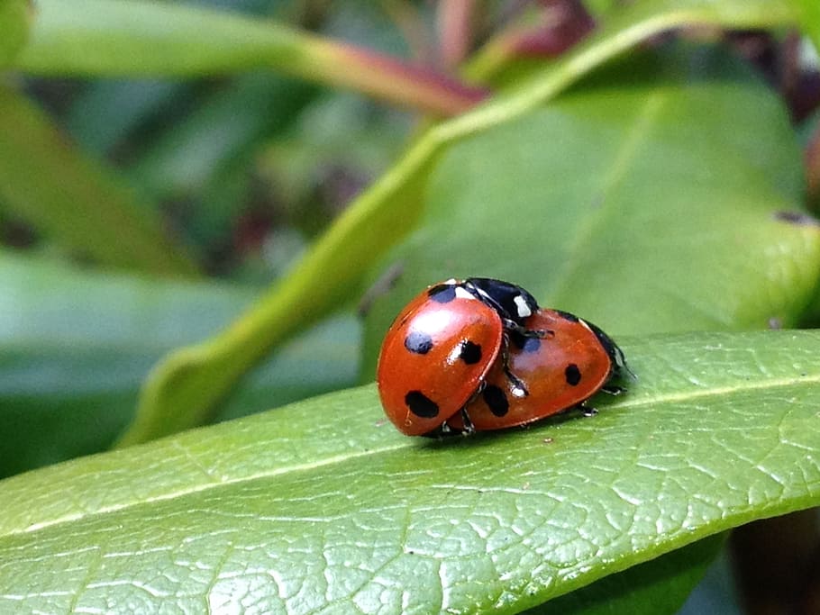 ladybird, ladybug, leaf, garden, nature, insect, beetle, red, HD wallpaper