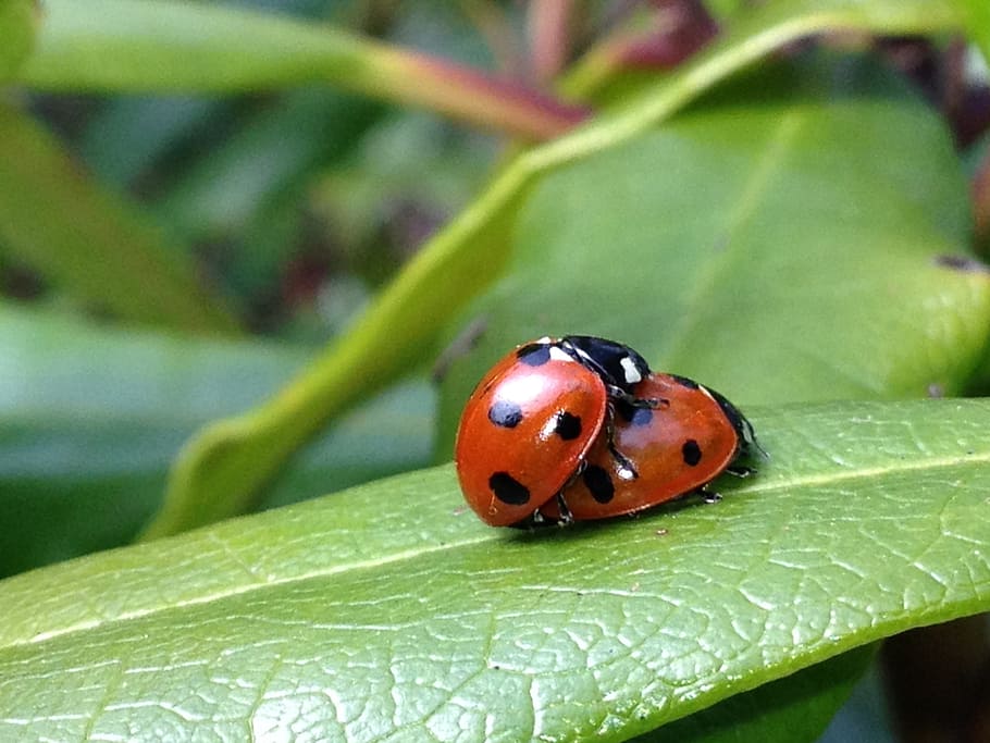ladybird, ladybug, leaf, garden, nature, insect, beetle, red HD wallpaper