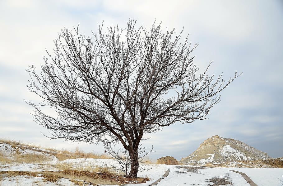 brown bare tree during daytime, winter, nature, snow, frozen HD wallpaper
