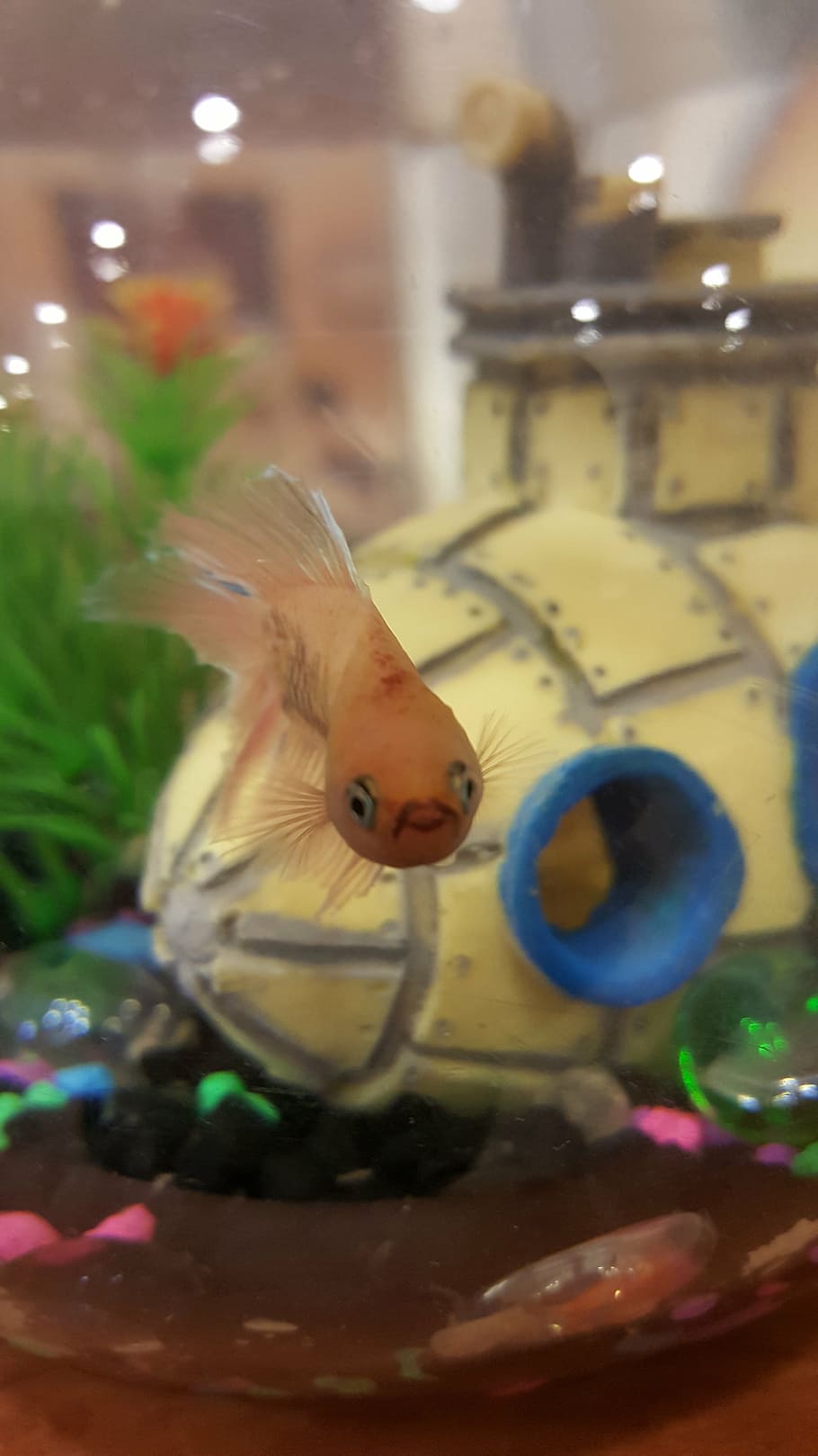 fish, betta fish, animal, animal themes, water, indoors, swimming HD wallpaper