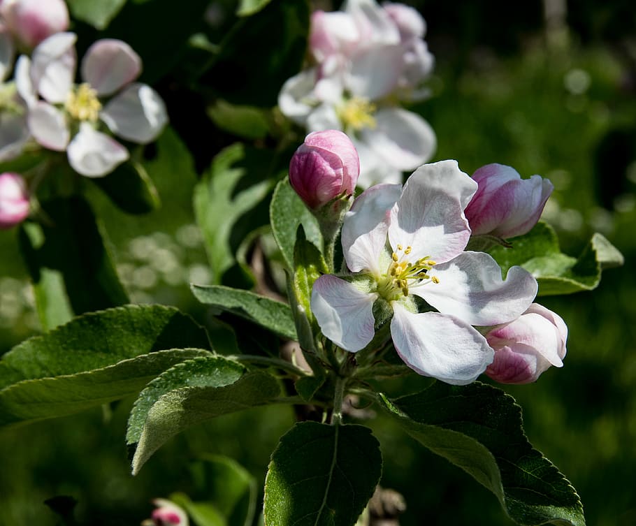 apple blossoms, flowers, apple tree, flowering plant, beauty in nature HD wallpaper