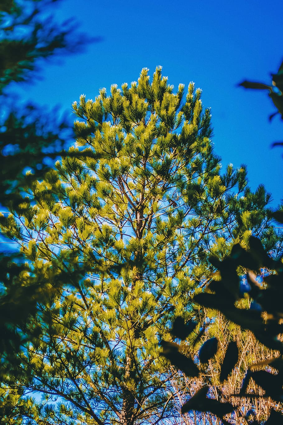 Afternoon view, yellow flowers, sky, tree, branch, foliage, frond HD wallpaper