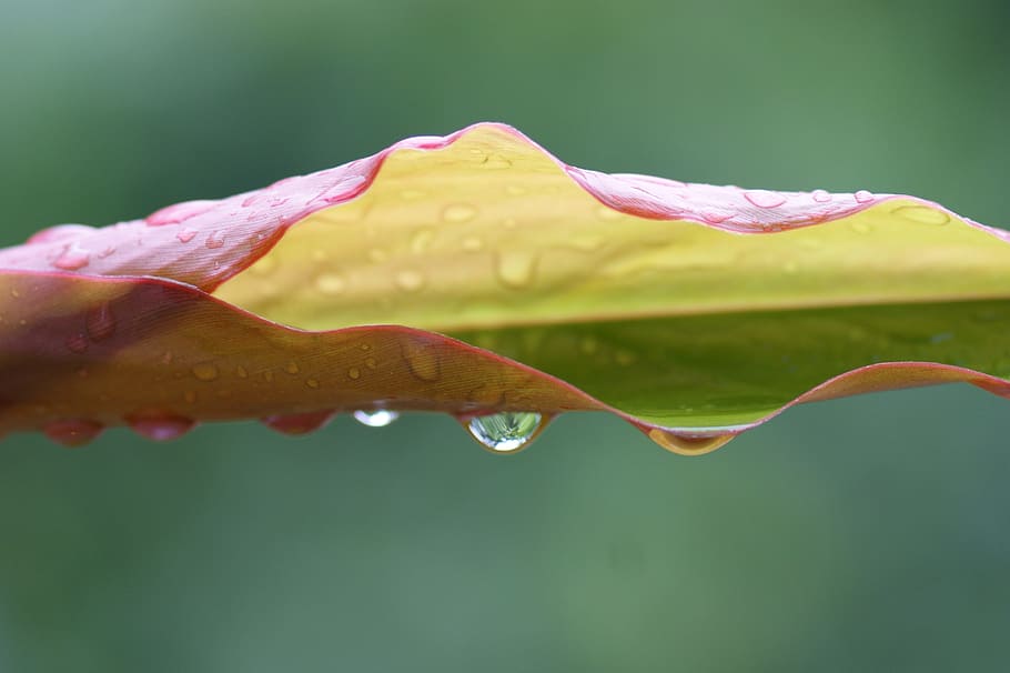 nature, water, rain, leaf, wet, drop, outdoor, park, green HD wallpaper