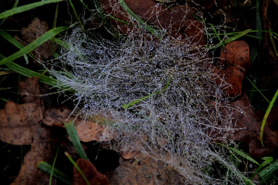 network, dew, drip, grass, close, dewdrop, morgentau, beaded HD wallpaper