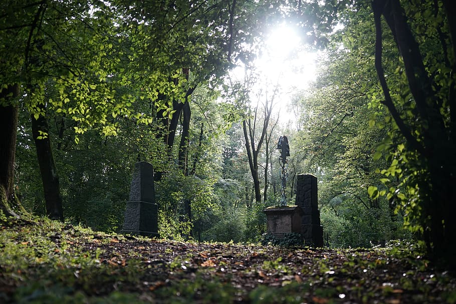 wood, tree, nature, leaf, plant, sunlight, forest, land, tranquility HD wallpaper