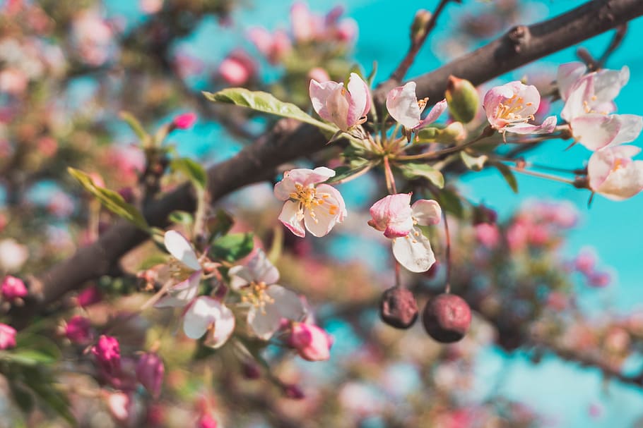 Selective Focus Photo of White and Pink Petaled Flowers, beautiful HD wallpaper