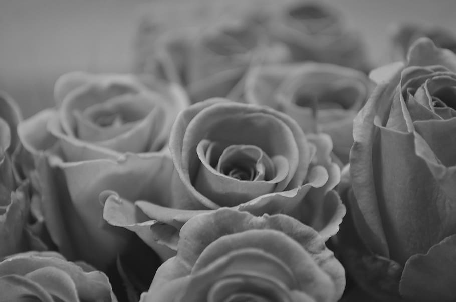 rose, drops, macro, background, symbol, beauty, nature, season HD wallpaper