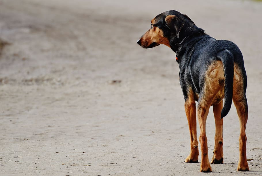 adult black and tan doberman, dog, sad, wait, alone, one animal HD wallpaper