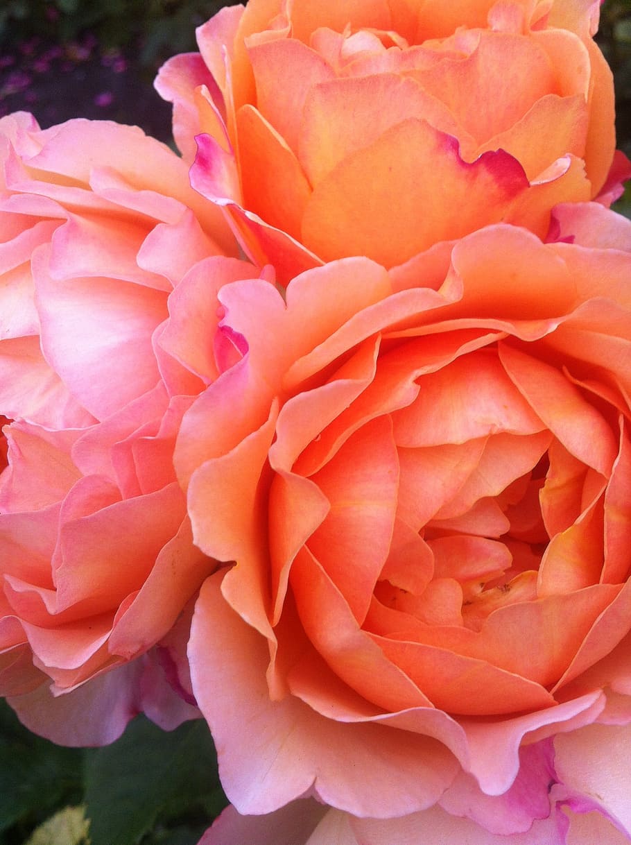 Roses, Flowers, Blossom, Spring, summer, pink, petal, rose - flower HD wallpaper