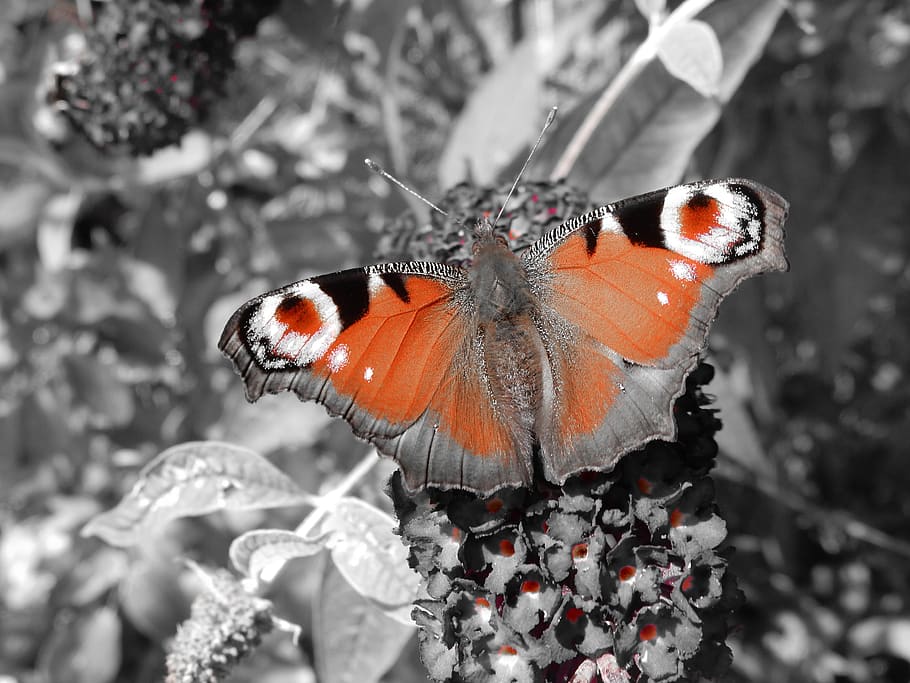 butterfly, butterfly tree, plant, animal, insect, flower, garden