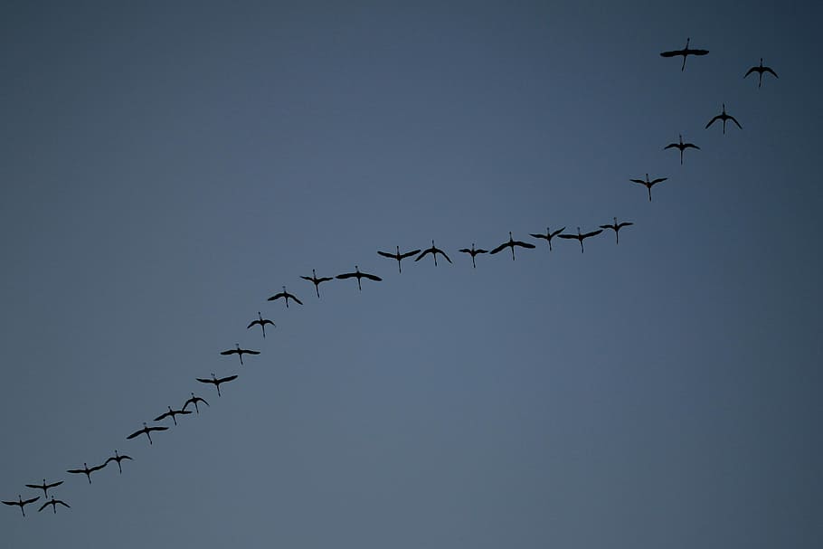 low angle photography of flock of birds, himmel, evening, diagonal HD wallpaper