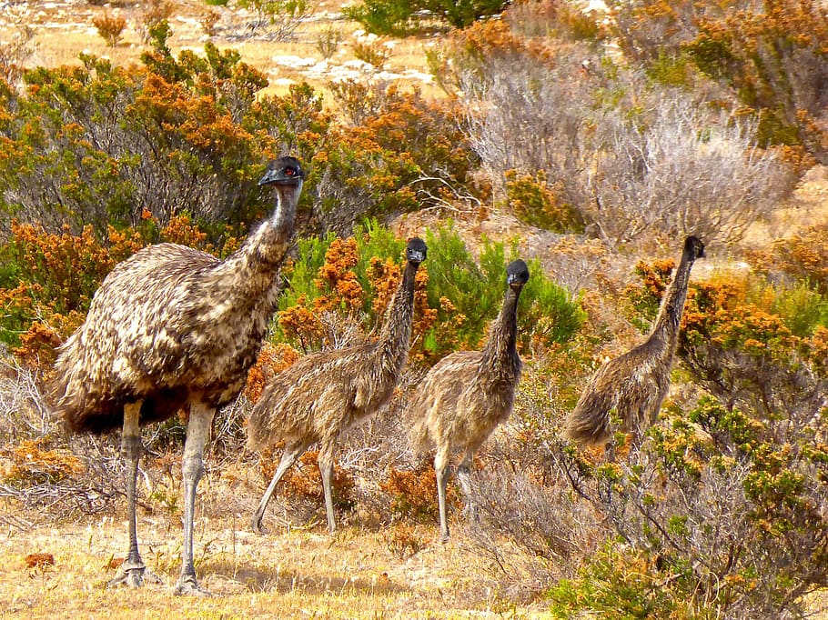 HD wallpaper: emus, birds, flightless, australia, big, australian ...