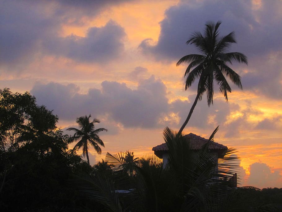 palm, evening light, sunset, beach, tropics, holiday, nature HD wallpaper