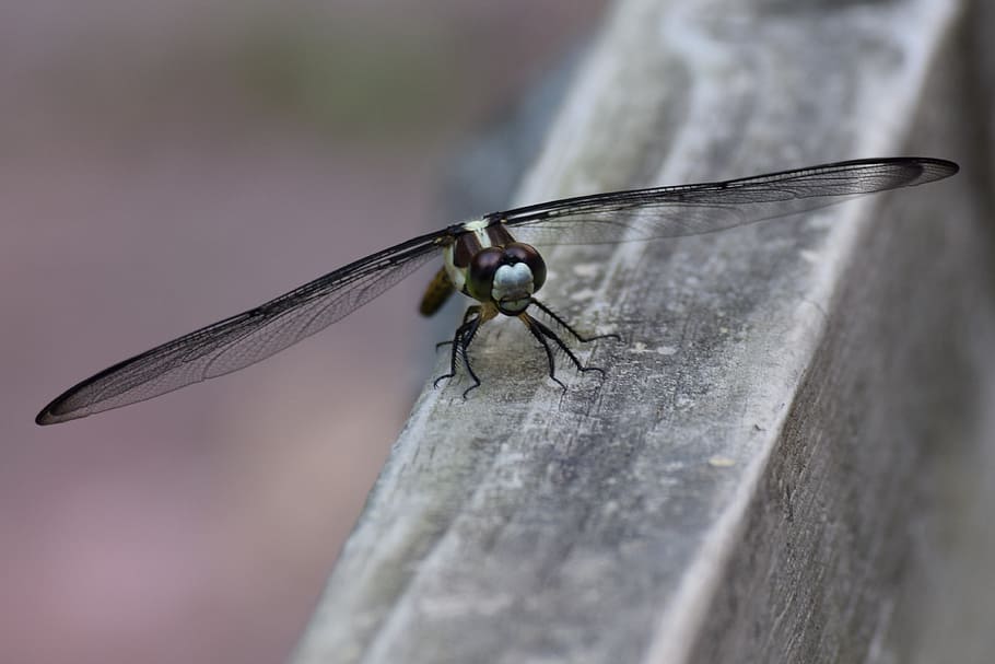 Dragon Fly, Insect, flying insect, bug, dragonfly, animal, green HD wallpaper