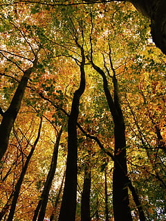 Leaf, Crown, Tree, Nature, Green, autumn, aesthetic, canopy HD wallpaper