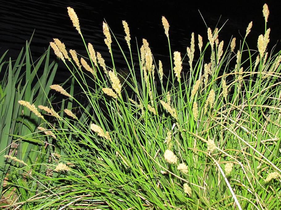 plant, green, black, growth, green color, nature, grass, day HD wallpaper